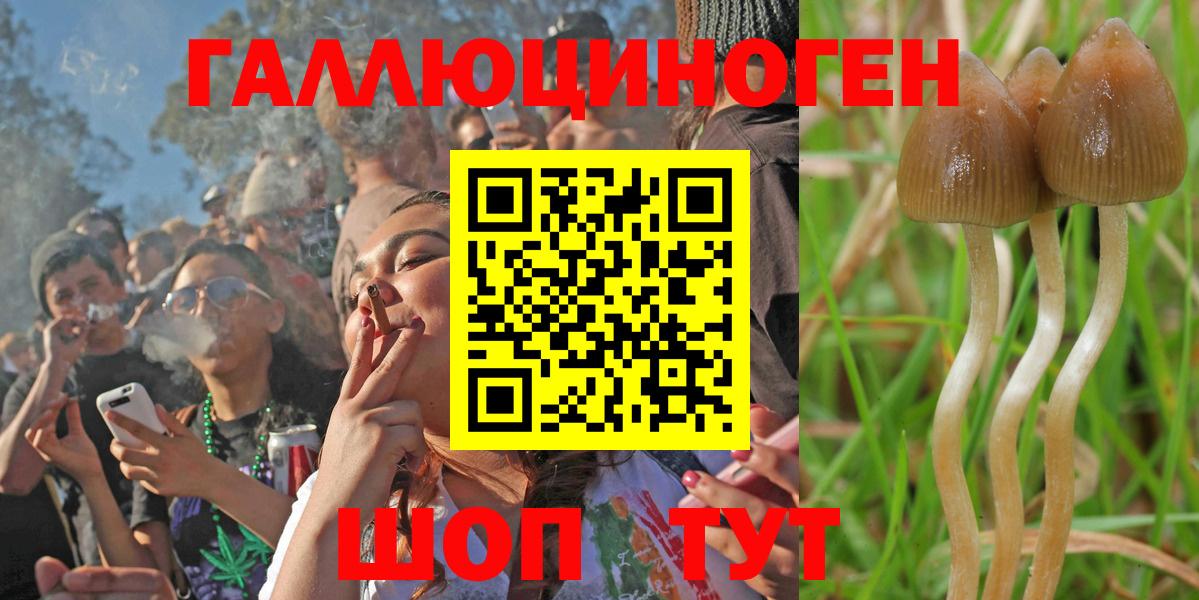 Псилоцибиновые грибы Psilocybine cubensis  Вход с VPN  Чусовой  Псилоцибиновые грибы прущие грибы 